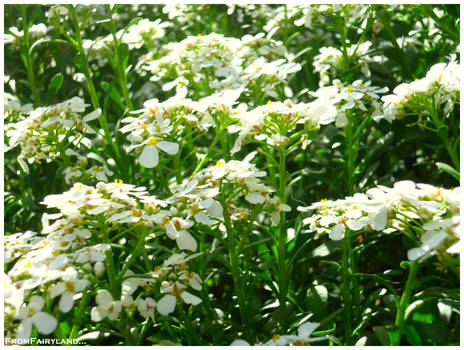 Field of Flowers