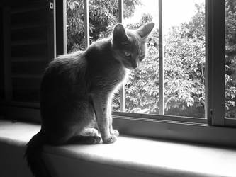 Cat and the window