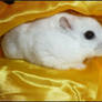 Golden Hamster Tobi