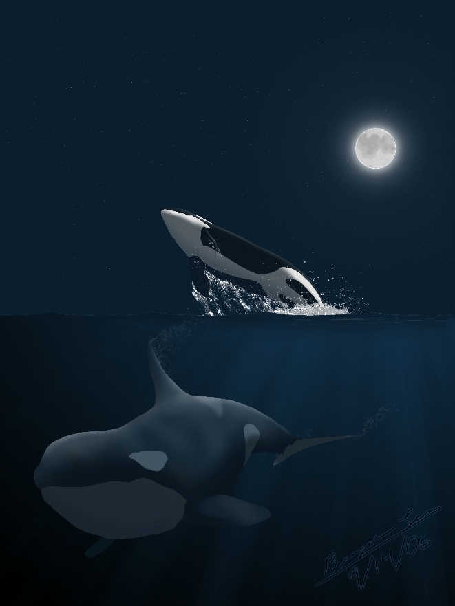 Midnight Orcas