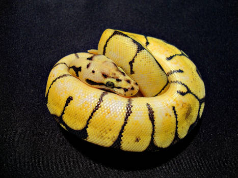 Bumblebee Ball Python