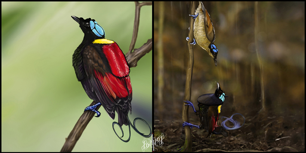 Wilson's Bird Of Paradise Planet Earth 2 Wilson's Bird Of Paradise by pop-ipop on DeviantArt
