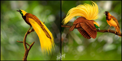 Greater Bird of Paradise