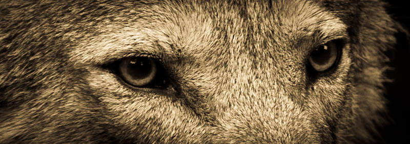 The eye's of the wolf