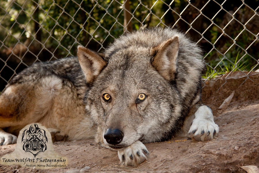 Deep stear by Lounen the wolf