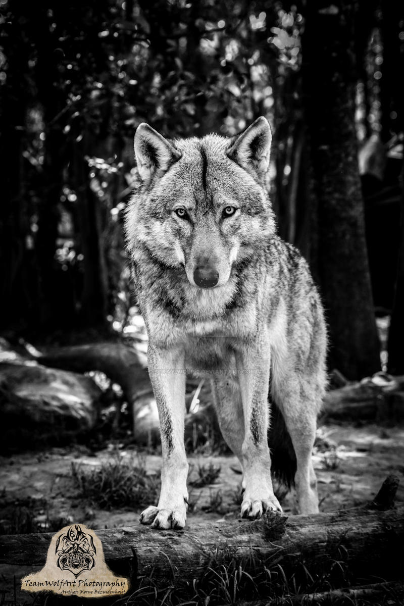 wolf osem pose