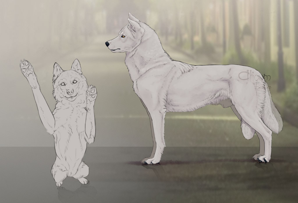 Husky base by Aljoum on DeviantArt