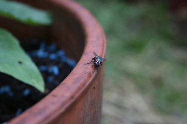 fly on a pot