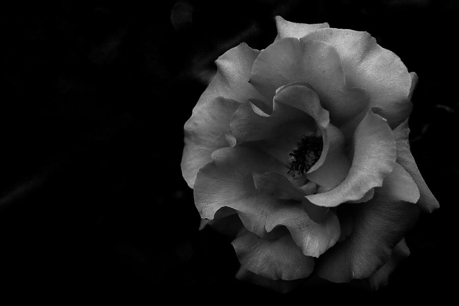 BW Rose