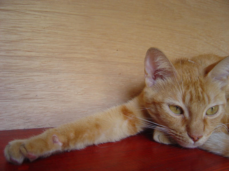 Meroth by Kurai18 on DeviantArt