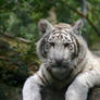 Cub on branch