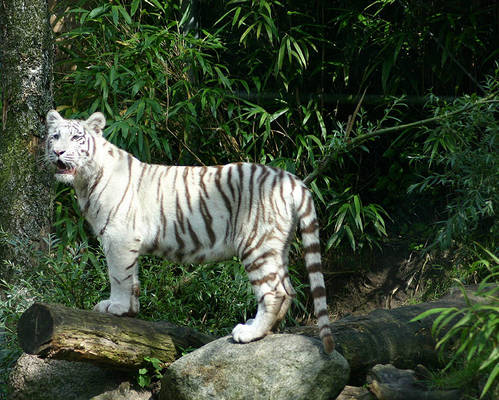 White Beauty