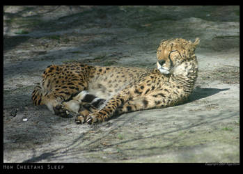 How Cheetahs Sleep