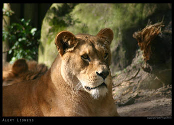 Alert Lioness