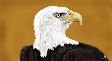 Eagle Portrait