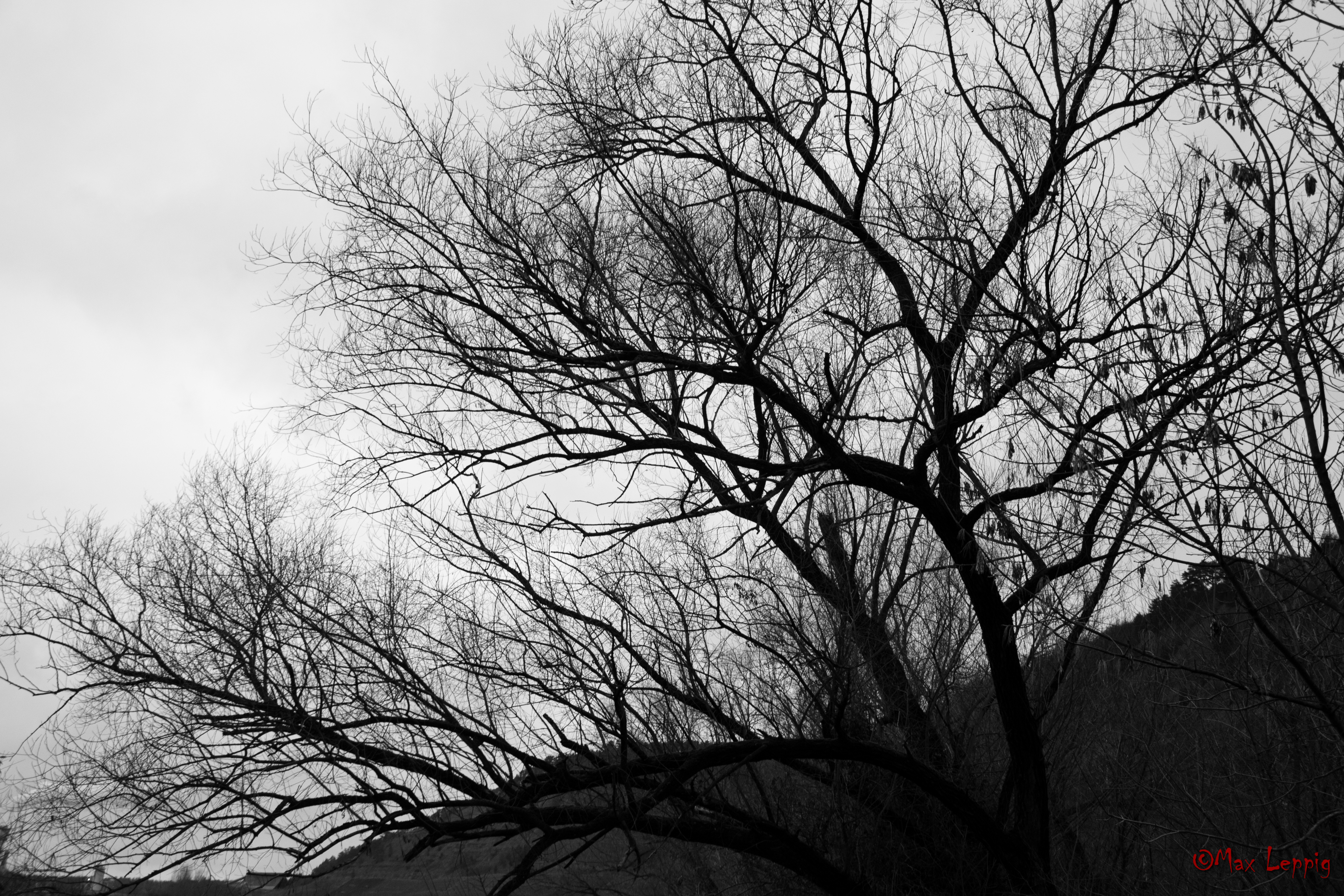 Black White Tree