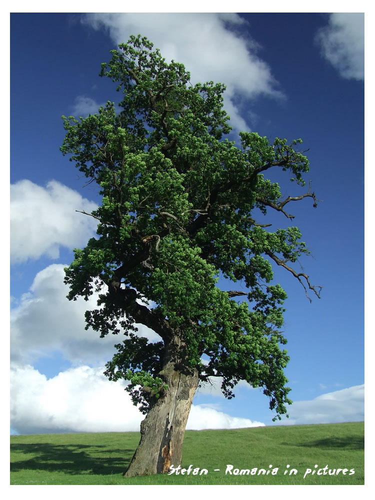 Romania in pictures - tree