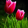 Tulipa da Esperanca