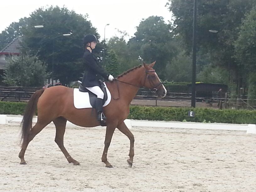 Dressage Competition Stock