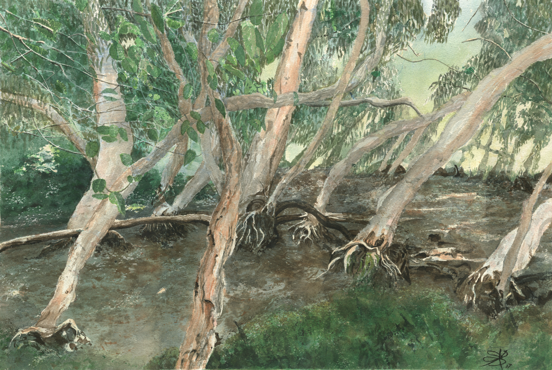 Paperbark Swamp