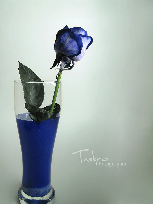 Blue rose