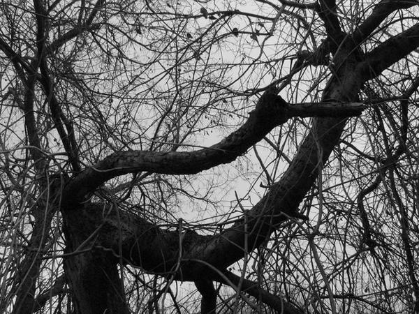 Shadow Form Tree Shadow Tree by davidthies on DeviantArt