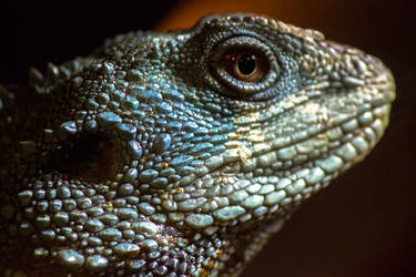 Lizzard-Close-Up