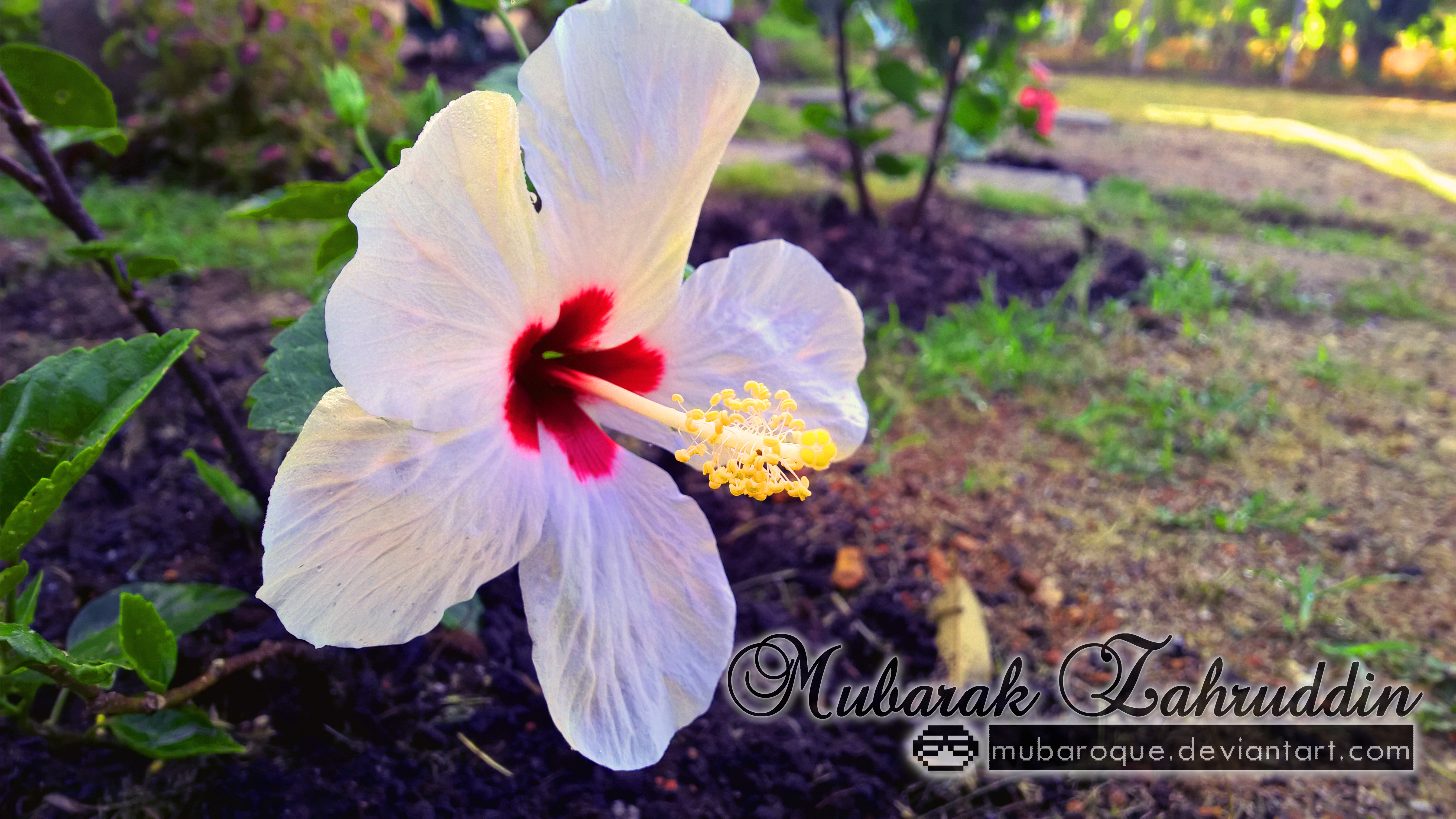 White Hibiscus