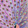 Royal Plumage