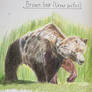 Brown Bear Sketch