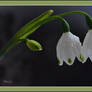 Snowdrops II