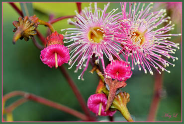 Pink Flower Story by MayEbony