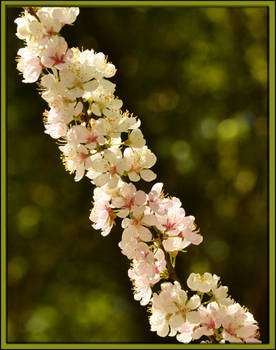 Spring Blossoms