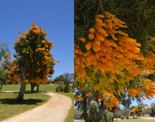 Australian Native Christmas Tree by MayEbony