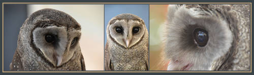 Sooty Owl Triptych by MayEbony