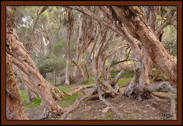 Paperbark Trees by MayEbony