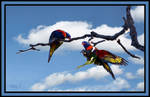 Rainbow Lorikeets by MayEbony