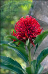 Waratah by MayEbony