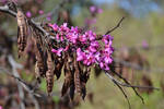 Pods and Pink Petals by MayEbony