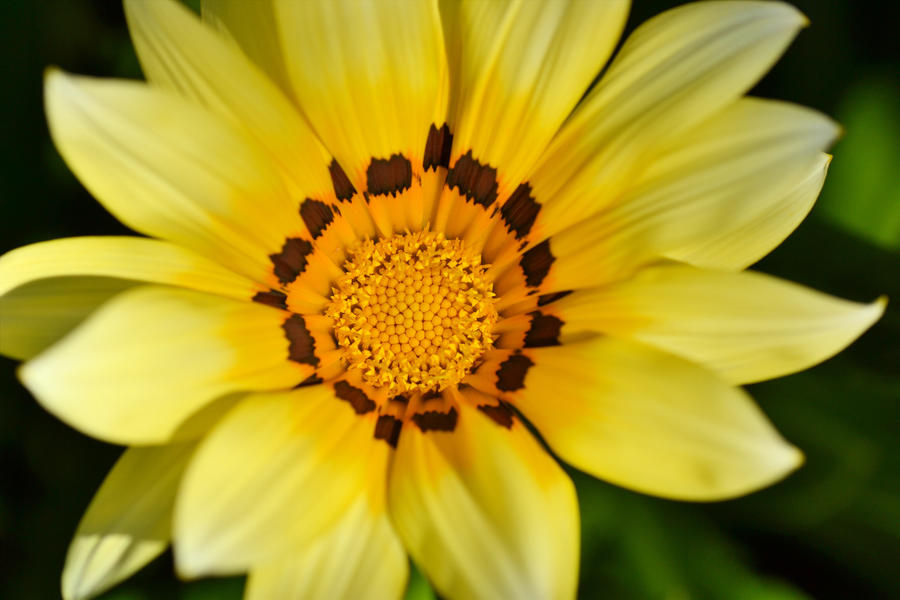 Gazania for Gigi and Beverly