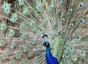 Peacock Blue II by MayEbony