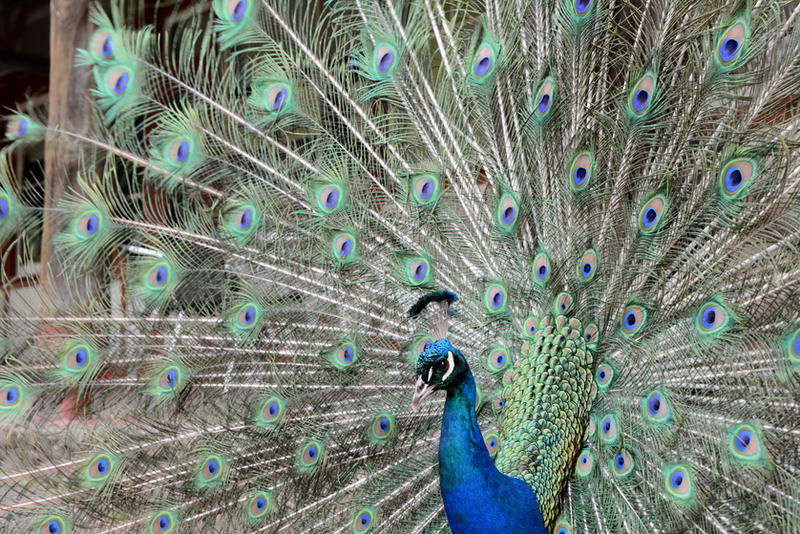 Peacock Beauty for December Birthday Friends by MayEbony