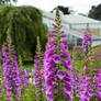 Foxglove Joy