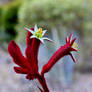 Red Kangaroo Paw