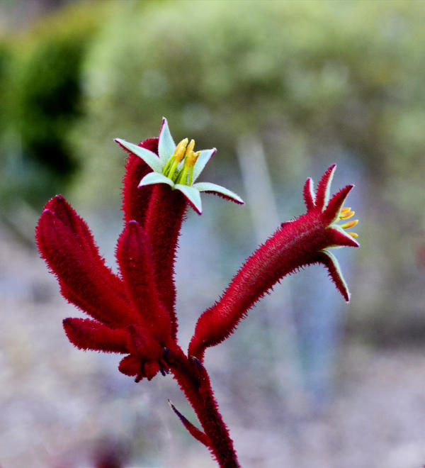 Red Kangaroo Paw