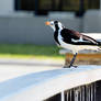 Magpie Lark