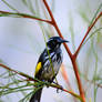 New Holland Honeyeater for Sonja