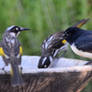 Willie Wagtail Intruder