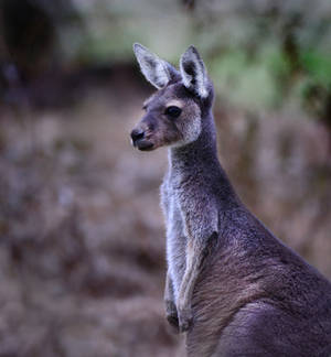 Kangaroo Pose for Sara by MayEbony