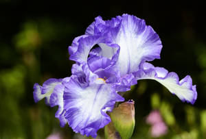 Purple Frilled White Iris for Rich by MayEbony